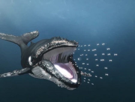 Chiến thuật săn mồi giúp cá voi lưng gù no bụng