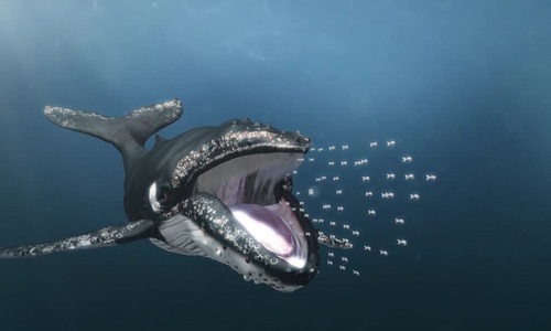Chiến thuật săn mồi giúp cá voi lưng gù no bụng